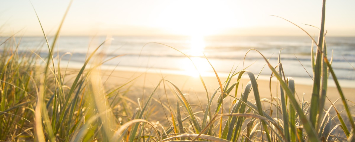 Sunrise over queensland beach with tall grass in the foreground